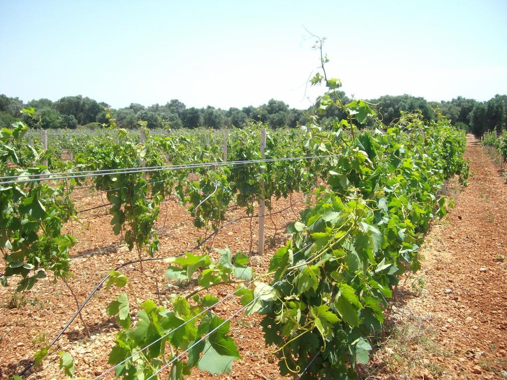 Masseria Nuova Guest House San Marzano di San Giuseppe Luaran gambar