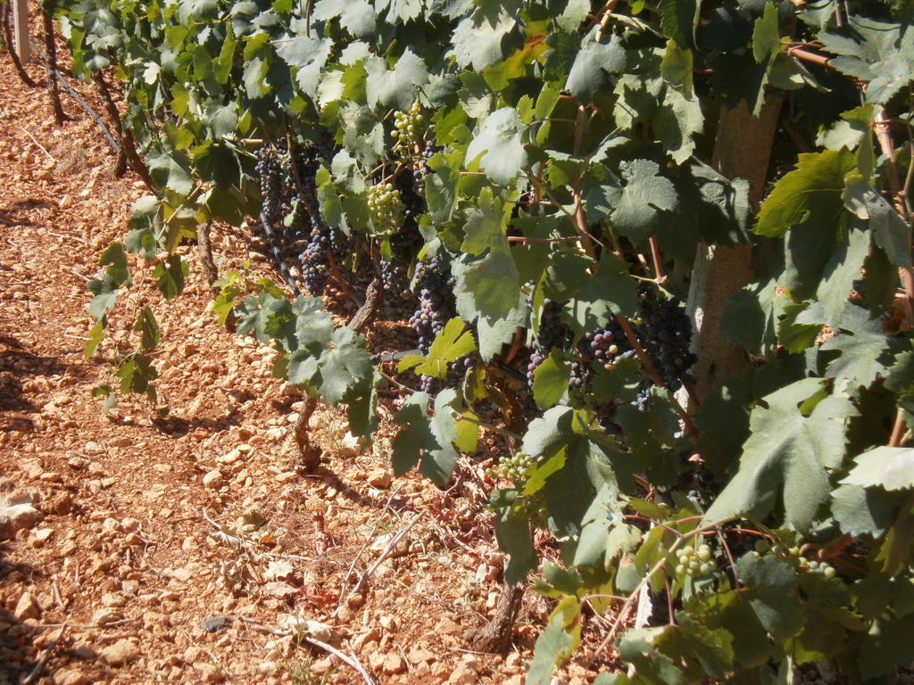Masseria Nuova Francavilla Fontana Luaran gambar