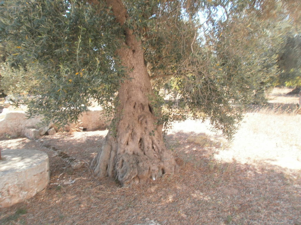 Masseria Nuova Guest House San Marzano di San Giuseppe Luaran gambar