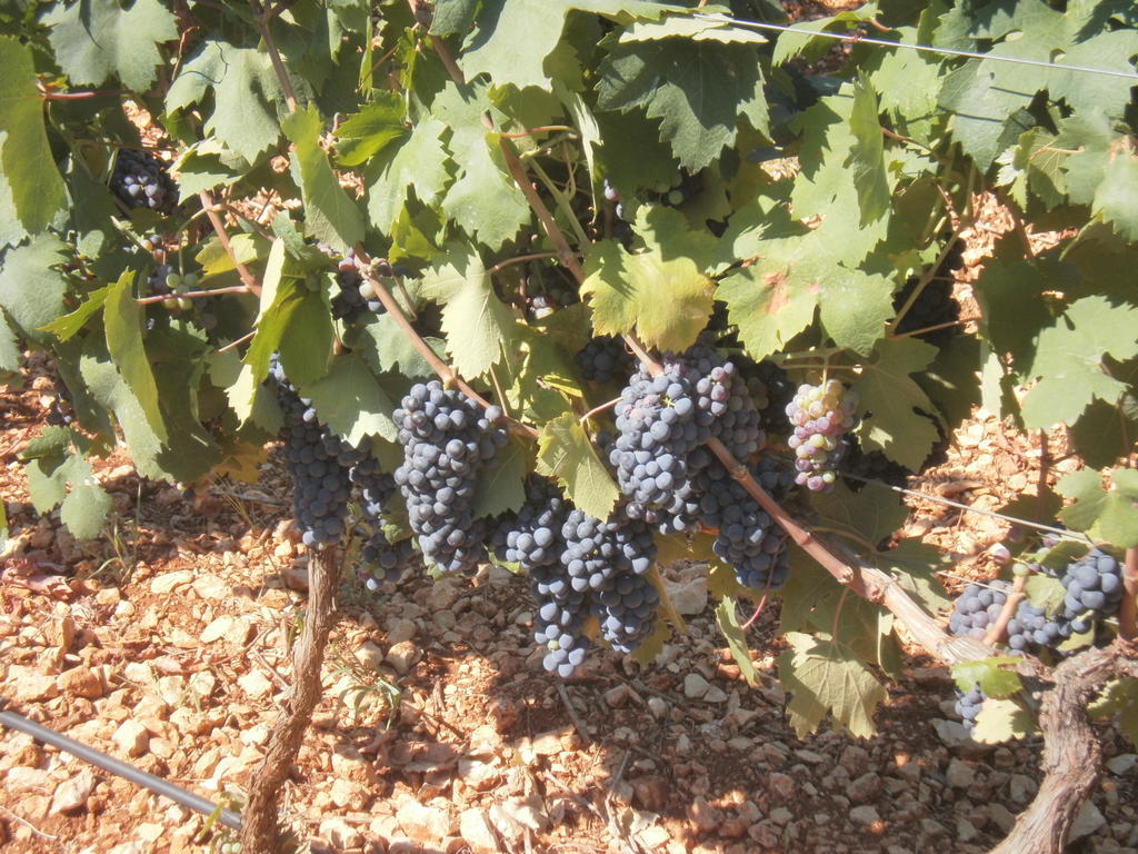 Masseria Nuova Francavilla Fontana Luaran gambar
