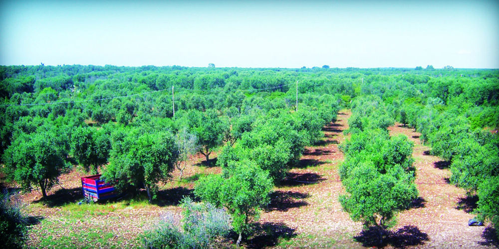 Masseria Nuova Francavilla Fontana Luaran gambar